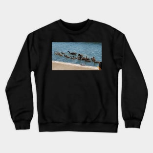 A Lot of Canada Geese Goslings Swimming Crewneck Sweatshirt